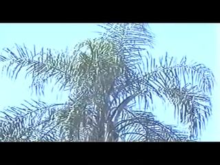 Brasiliansk stor ræv dandara 90-tallet