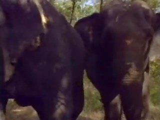 셀렌 에 라 레지나 degli elefanti (a.k.a. 그만큼 여왕 의 elephants) - 장면 #1